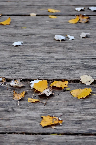 Folhas de outono no caminho de madeira — Fotografia de Stock