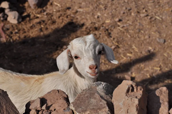 Jeune chèvre blanche regardant vers la caméra — Photo