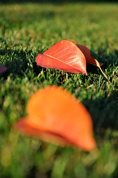 Folhas de Outono — Fotografia de Stock