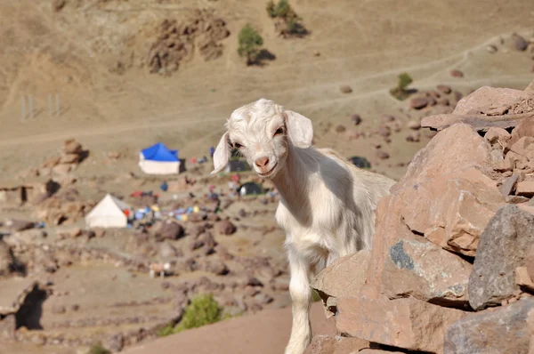 Kameraya bakarak genç beyaz keçi — Stok fotoğraf