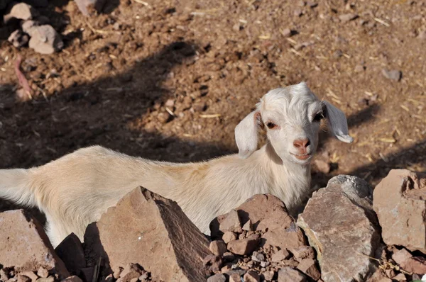 Jeune chèvre blanche regardant vers la caméra — Photo