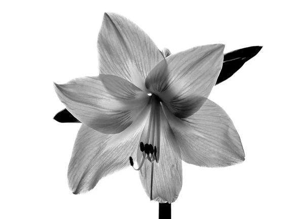 Amarilis flower in black and white — Stock Photo, Image