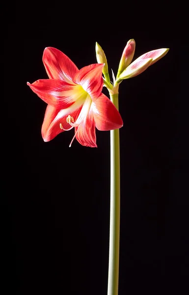 赤いアマリリスの花 — ストック写真