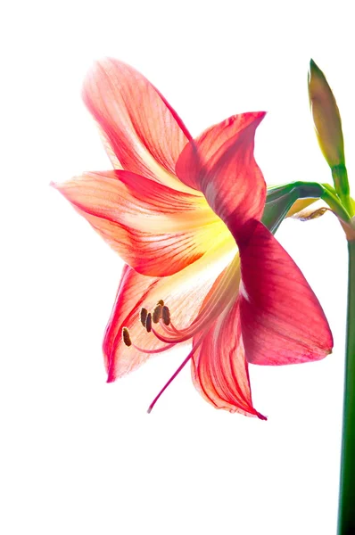Red amarilis flower — Stock Photo, Image