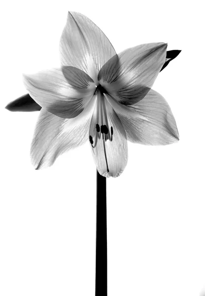 Amarilis Blume in schwarz und weiß — Stockfoto