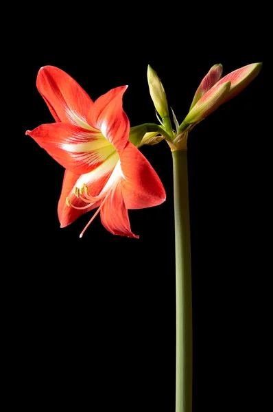 Rote Amarilis-Blume — Stockfoto