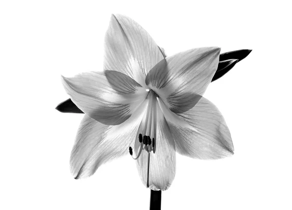 Amarilis Blume in schwarz und weiß — Stockfoto