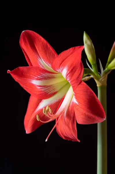 Flor amarilis roja — Foto de Stock