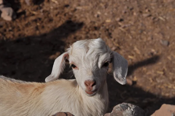 Jeune chèvre blanche regardant vers la caméra — Photo