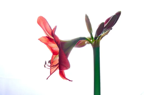 Red amarilis flower — Stock Photo, Image