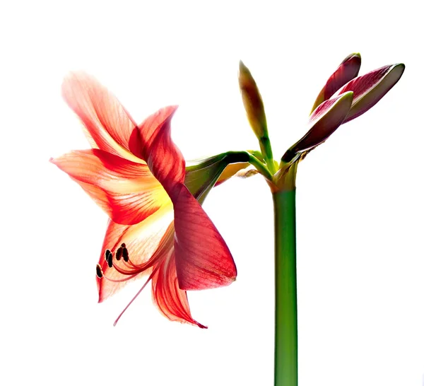 Rote Amarilis-Blume — Stockfoto