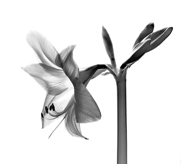 Flor amarilis en blanco y negro — Foto de Stock