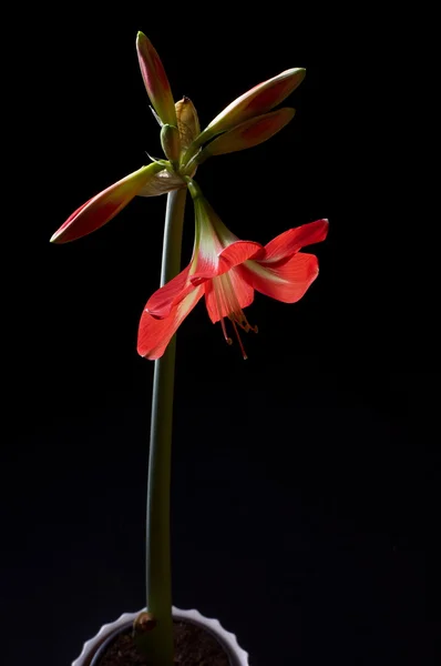 Amarilis czerwony kwiat — Zdjęcie stockowe