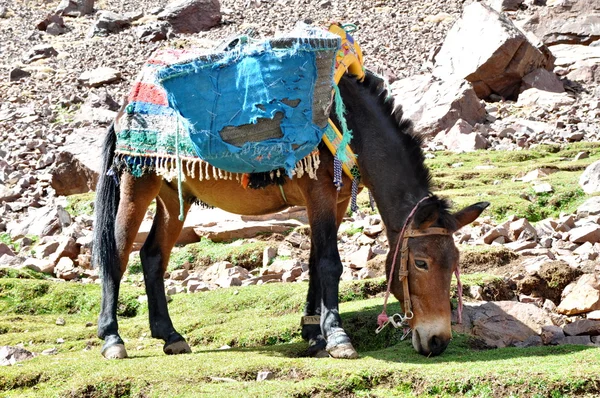 Mule grazind gräs — Stockfoto