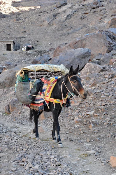 Torba prowadzenie muła — Zdjęcie stockowe