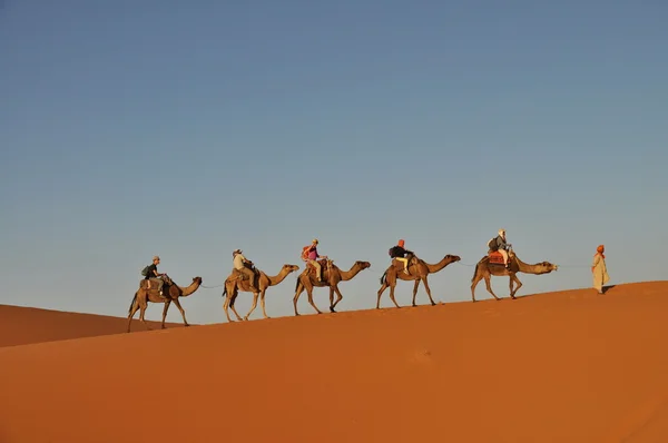Караван верблюдов в пустыне Мерзуга, Марокко — стоковое фото