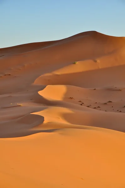 Merzouga пустелі в Марокко — стокове фото