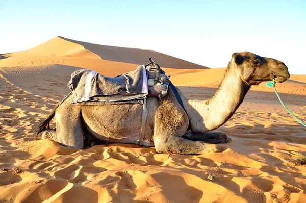Верблюд відпочиває в піску — стокове фото