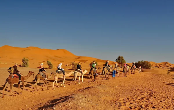 Merzouga έρημο - 01 Οκτωβρίου: τουρίστες σε μια καμήλα τροχόσπιτο σε mer — Φωτογραφία Αρχείου