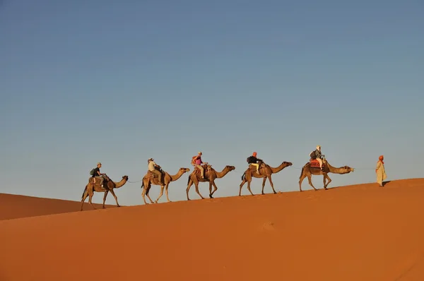 Merzouga έρημο - 01 Οκτωβρίου: τουρίστες σε μια καμήλα τροχόσπιτο σε mer — Φωτογραφία Αρχείου