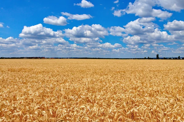 Tarweveld met bewolkte blauwe hemel — Stockfoto