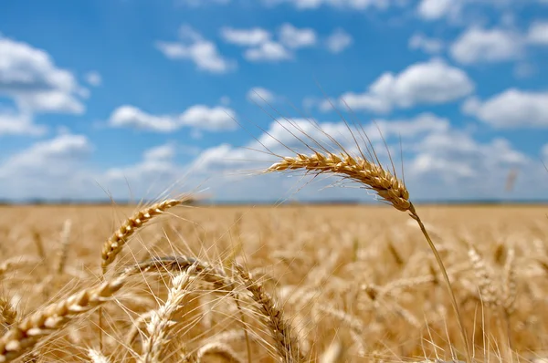 Campo de trigo con cielo azul nublado —  Fotos de Stock