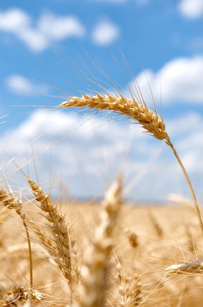 Campo de trigo con cielo azul nublado — Foto de Stock