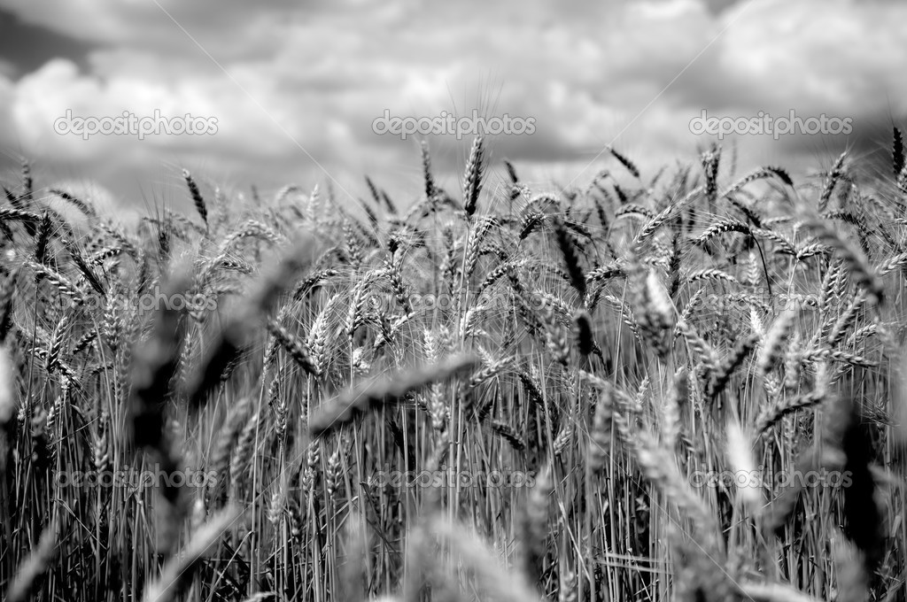 Черно Белое Фото Поле