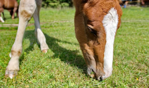 Junges Fohlen weidet grünes Gras — Stockfoto