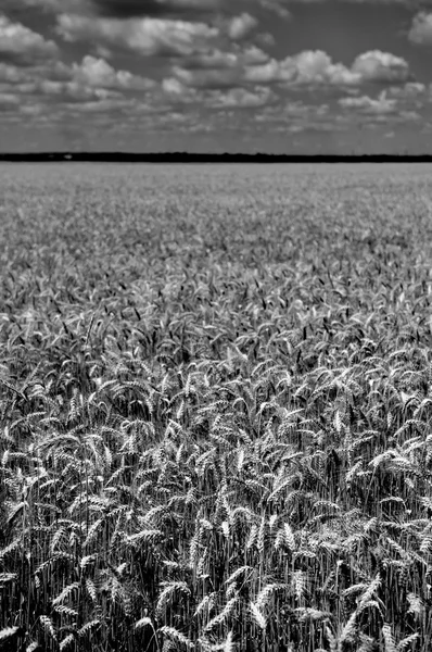 Campo de trigo en blanco y negro —  Fotos de Stock