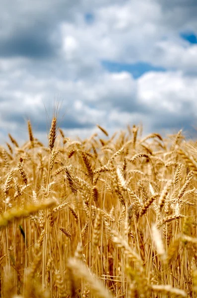 Campo de trigo con cielo azul nublado —  Fotos de Stock