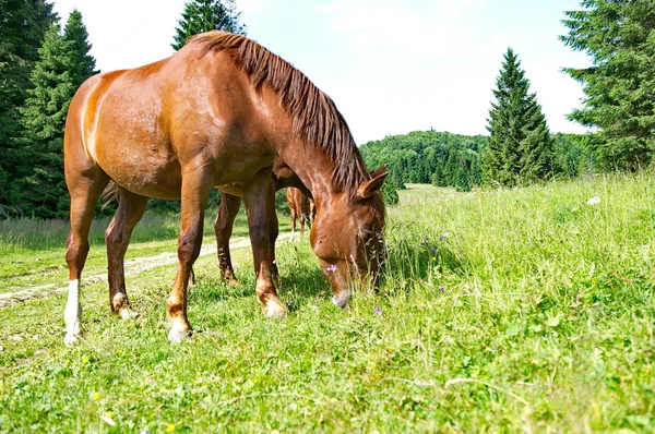 Brązowe konie zielona trawa wypas — Zdjęcie stockowe