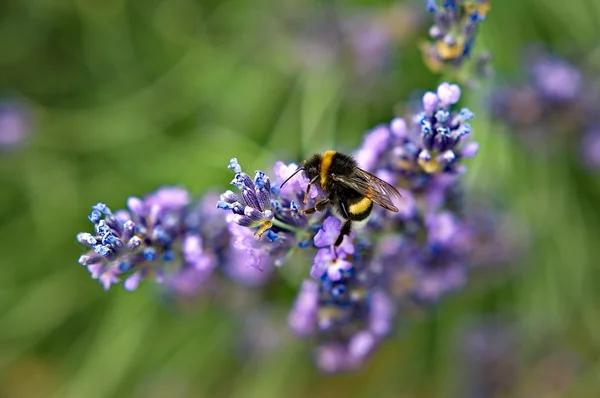 Bee on a levander flower — Stock Photo, Image