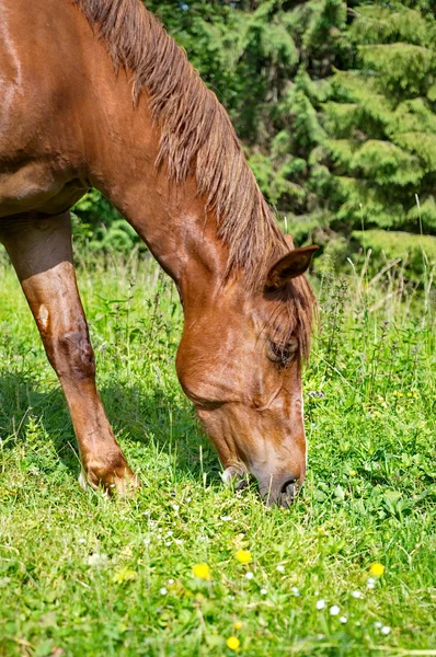 Bruin paarden grazen groen gras — Stockfoto