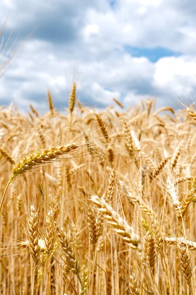 Campo de trigo con cielo azul nublado —  Fotos de Stock