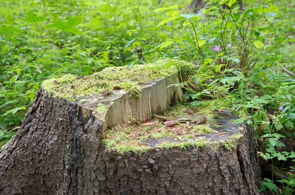 Tombe d'un vieil arbre (faible profondeur de champ) ) — Photo