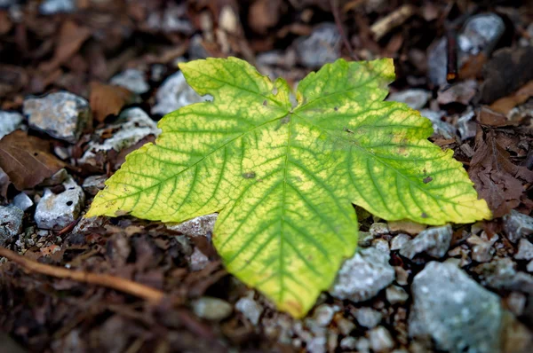 Hoja colorida en el suelo — Foto de Stock