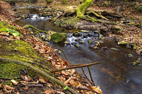 Corriente que fluye en el bosque — Foto de Stock