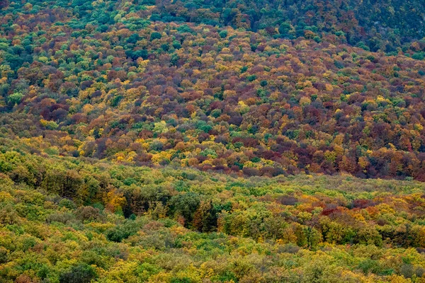 Flygfoto över Vacker orange och röd höstskog — Stockfoto