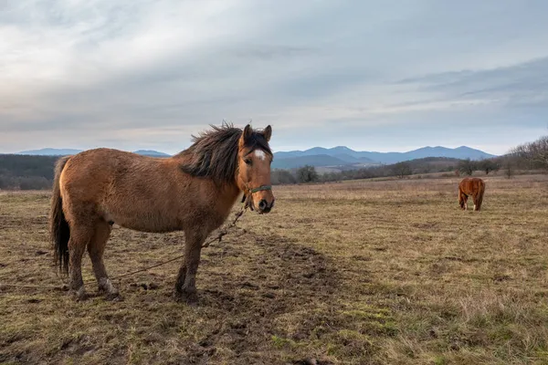 Betande häst på hösten på ett fält och berg i bakgrunden — Stockfoto