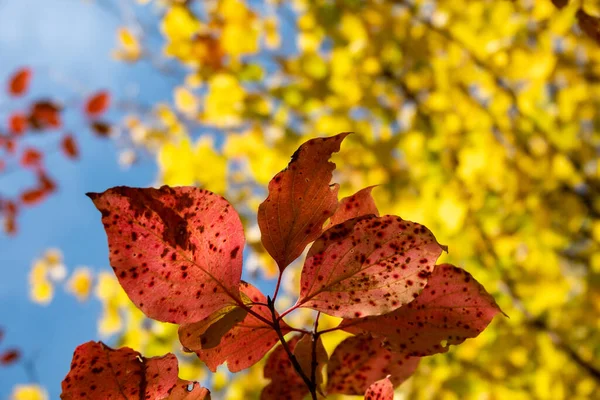 Hermoso bosque de otoño naranja y rojo en Hungría — Foto de Stock