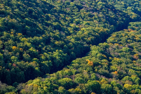 Schöner orange-roter Herbstwald in Ungarn — Stockfoto