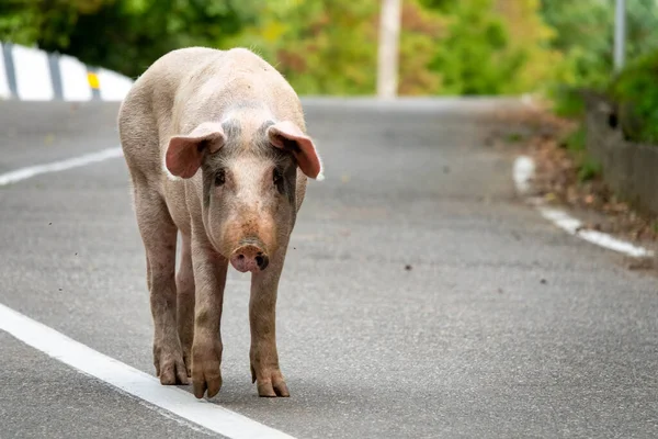 Un cochon marche sur la route — Photo