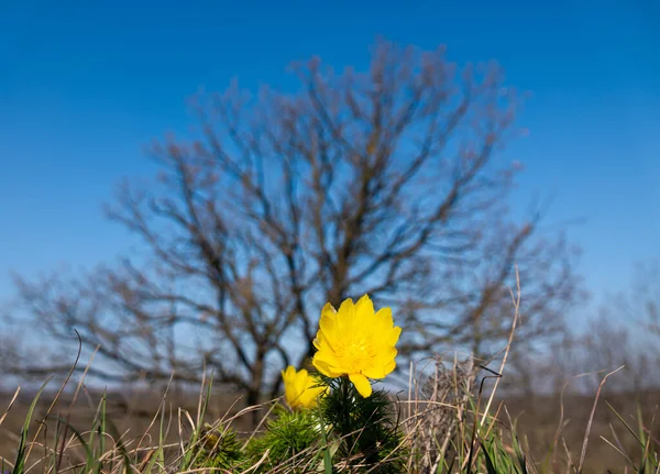 Les premières fleurs printanières, Yellow Adonis dans la forêt — Photo