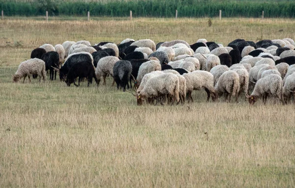 Livestock farm, herd of black and white sheep — Fotografia de Stock