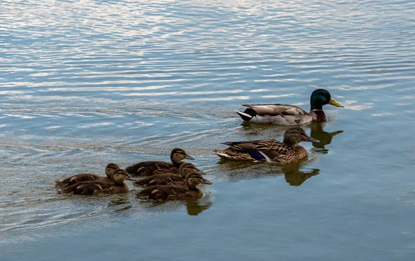 Familia de patos, madre Mallard y patitos — Foto de Stock