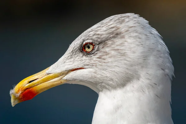 Closeup Seagull Portrait — Stock Photo, Image