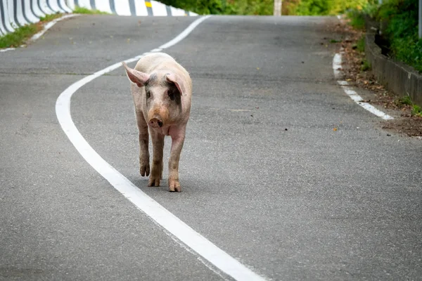 Cochon Marche Sur Route Géorgie — Photo