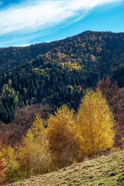 Färgglada Träd Hösten Italien — Stockfoto
