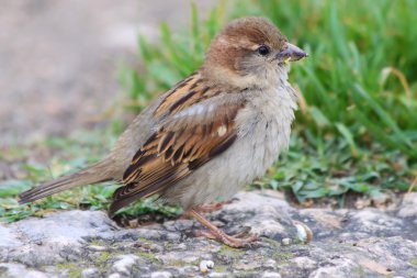 Kadın ev serçesi (Passer domesticus)